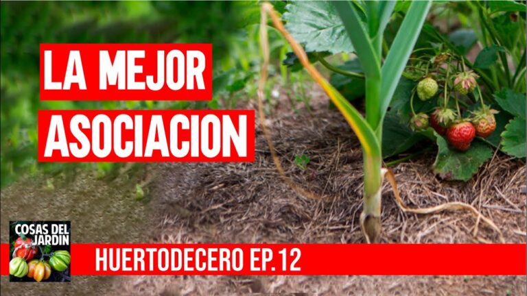 Asociaciones de Jardinería en Rota: Dónde Encontrarlas