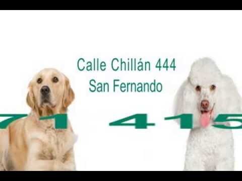 Clínicas Veterinarias en San Fernando: Opciones y Servicios