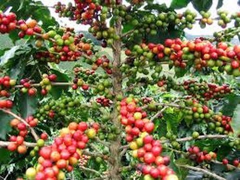 Los mejores lugares para disfrutar de café al aire libre en El Puerto de Santa María