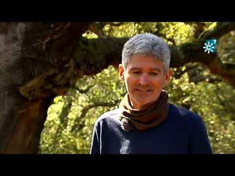 Zonas de Mayor Densidad Arbórea en Puerto Real