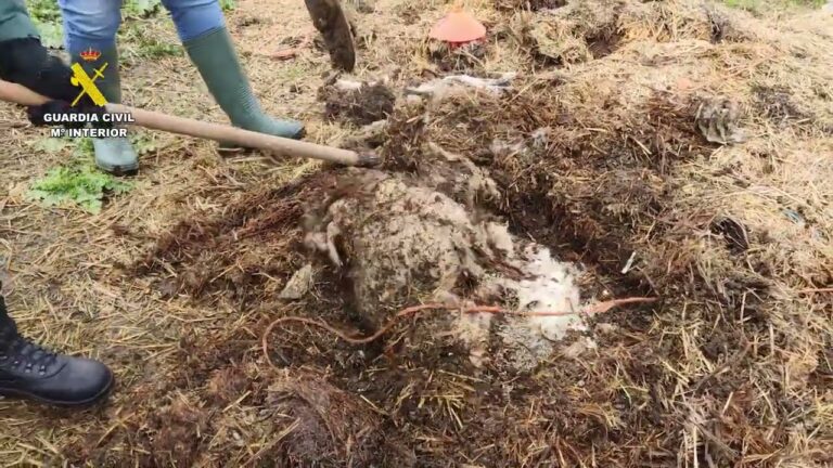 Gu&iacute;a para Denunciar el Maltrato Animal en Barbate