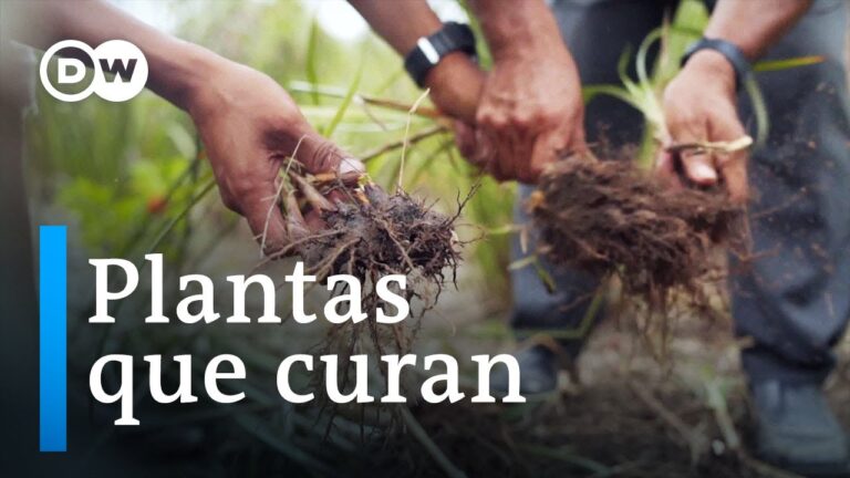 Tiendas de jardinería con plantas medicinales en El Puerto de Santa María